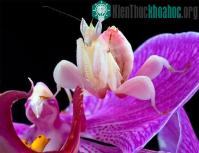 Ảnh “Đóa hoa” ăn thịt khát máu ở Việt Nam