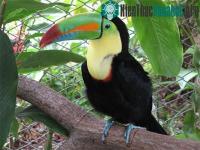 Ảnh Chiếc mỏ sặc sỡ của chim Toucan