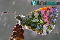Ảnh Cánh bướm đẹp như tranh