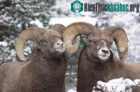 Ảnh Top 10 động vật quan hệ tình dục đồng giới