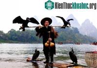 Ảnh Kỳ lạ cảnh ngư dân đánh cá bằng... chim cốc
