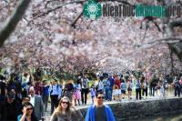 Ảnh Chùm ảnh hoa anh đào tuyệt đẹp ở Washington (2)