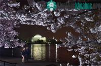 Ảnh Chùm ảnh hoa anh đào tuyệt đẹp ở Washington (1)