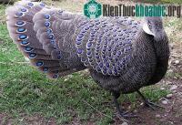 Ảnh Tận mắt "chim đặc biệt" cực đẹp của Việt Nam