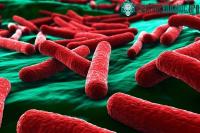 Ảnh Phát minh ra vật liệu tiêu diệt vi khuẩn E.coli trong 30 giây