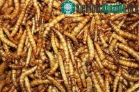 Ảnh Phát minh ra đậu phụ “xôi thịt” làm từ protein sâu bọ