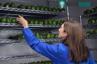 Ảnh Lớp phủ thần kỳ - xịt lên hoa quả và nó sẽ có hạn sử dụng lâu gấp 5 lần
