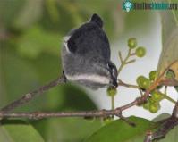 Ảnh Những sinh vật mới tại rừng nhiệt đới Borneo