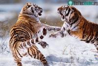 Ảnh Cuộc chiến sinh tồn của động vật