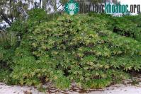 Ảnh Bất ngờ về "chiến sĩ thầm lặng" bảo vệ Trường Sa