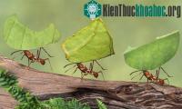 Ảnh Kinh hoàng loài nấm đầu độc, biến kiến thành "ma sống"