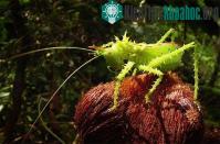 Ảnh Những sinh vật "độc, lạ" của rừng thẳm Nam Mỹ