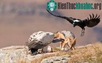 Ảnh Kền kền bất lực nhìn chó rừng cướp thức ăn