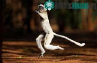 Ảnh Chùm ảnh vượn cáo "múa ba lê, nhảy hip hop"