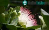 Ảnh Chiêm ngưỡng "nữ hoàng sắc đẹp" của quần đảo Trường Sa