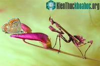 Ảnh Ngắm nhìn các chú bọ ngựa "thông minh"