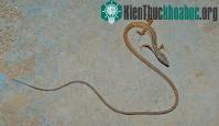 Ảnh Cận cảnh sinh vật đuôi dài "bạc phận" ở Việt Nam