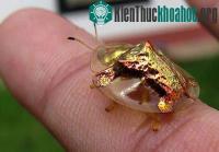 Ảnh Bọ rùa vàng với khả năng “biến hình” cực độc