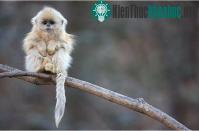 Ảnh Chùm ảnh khỉ "mũi tẹt" kỳ lạ