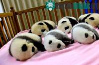 Ảnh Chùm ảnh động vật đáng yêu nhất năm 2012