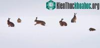 Ảnh Ảnh đẹp: Thỏ rừng chơi trên cánh đồng tuyết