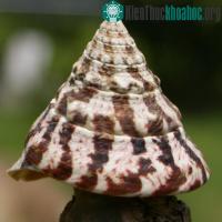 Ảnh "Kỳ quan sống" trong lòng biển Trường Sa (2)