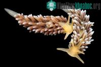 Ảnh Những sinh vật đẹp kỳ bí dưới "thuỷ cung"