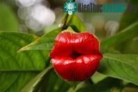 Ảnh Những "đôi môi đỏ chót" giữa rừng xanh