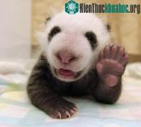 Ảnh Gấu trúc một tháng tuổi biết cười và chào như người