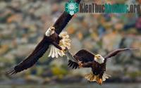 Ảnh Ảnh đẹp: Đại bàng không chiến tranh cá cực độc