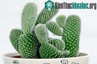 Ảnh “Khám phá” những cây trồng trong nhà tốt cho sức khỏe