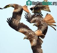 Ảnh Diều hâu đỏ tung cước trên không