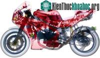 Ảnh Những bức ảnh tuyệt đẹp chụp bằng tia X