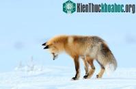 Ảnh Ảnh đẹp: Khoảng khắc cáo lao đầu xuống tuyết bắt chuột
