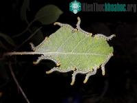 Ảnh Ảnh đẹp: Bướm đêm đậu trên những bông hoa màu trắng