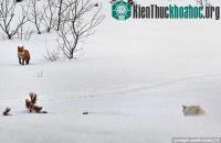 Ảnh Ảnh đẹp: Mèo đuổi cáo chạy cong đuôi