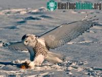 Ảnh Ảnh đẹp: Gấu trúc chơi đùa trong vườn thú