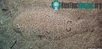 Ảnh Ảnh đẹp: Những bậc thầy ngụy trang trong thế giới tự nhiên (2)