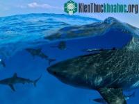 Ảnh Những bức ảnh thiên nhiên đẹp nhất tháng 9/2011