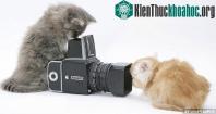 Ảnh Những bức hình ngộ nghĩnh về phút vui đùa của động vật