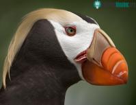 Ảnh Thế giới của loài chim hoang Tufted Puffin ở Viễn Đông, Nga