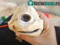 Ảnh Hình ảnh về cá mập bạch tạng, một mắt