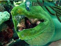 Ảnh Những loài “cá quỷ” ghê sợ nhất thế giới