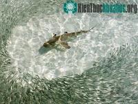 Ảnh Những bức ảnh thiên nhiên đẹp nhất tháng 7/2011