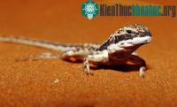 Ảnh Ảnh vật động vật ở hoang mạc