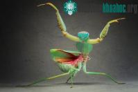 Ảnh Bọ ngựa khoe tuyệt chiêu kung-fu