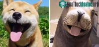 Ảnh Chùm ảnh chứng minh hải cẩu cũng chẳng khác mấy những chú chó nhà