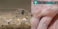 Ảnh Video: Loài cá "kỳ quái" với thân hình trong suốt như pha lê
