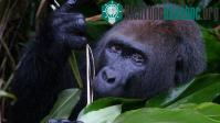Ảnh Congo thành lập khu bảo tồn khỉ đột