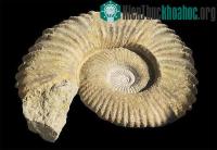 Ảnh Thư viện hóa thạch online đầu tiên tại Anh vừa ra đời